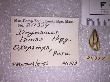 Media type: image; Malacology 211374 Description: 211374_Drymaeus_lamas image;